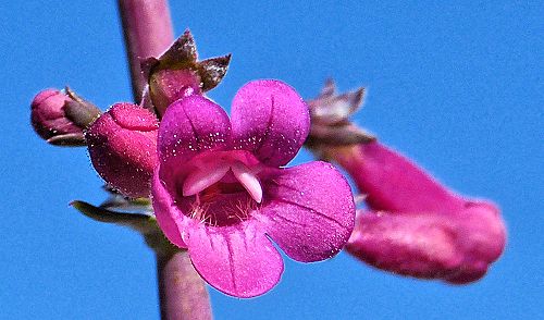 Penstemon parryi: Parry's Penstemon - flower