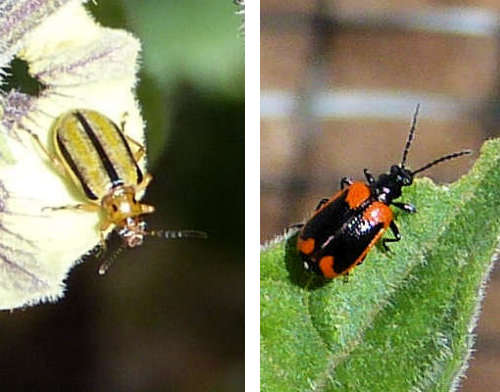 Three-lined potato beetle, female burying beetle