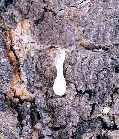 Pistacia lentiscus: Mastic Tree resom oozing from bark
