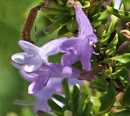 Poliomintha maderensis: Lavender Spice / Mexican Oregano - flower