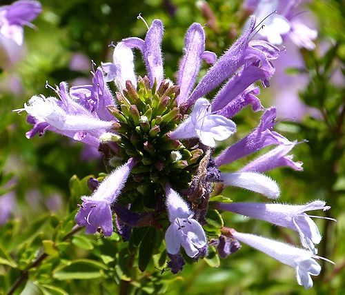 Poliomintha maderensis: Lavender Spice / Mexican Oregano - flowers