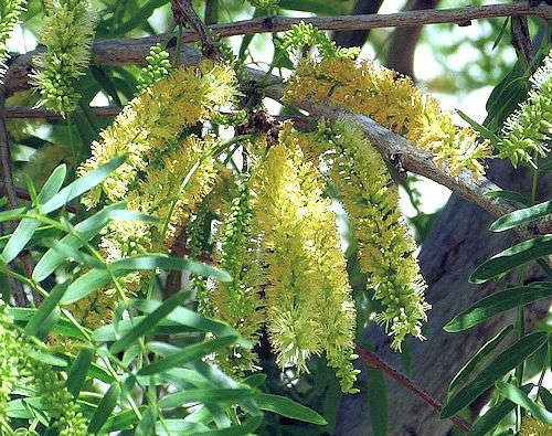 Prosopis glandulosa: Honey Mesquite - flowers