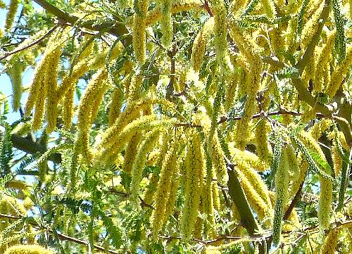 Prosopis velutina: Velvet Mesquite - flowers