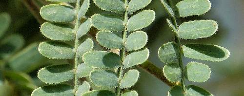 Prosopis velutina: Velvet Mesquite - leaves