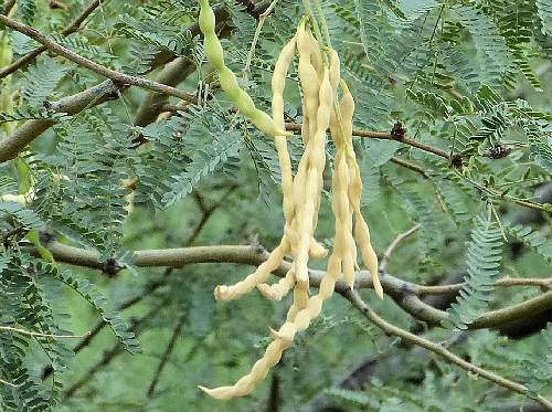 Prosopis velutina: Velvet Mesquite - seed pods