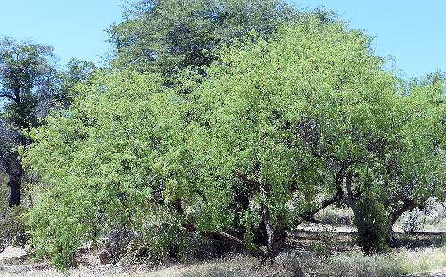 Prosopis velutina: Velvet Mesquite