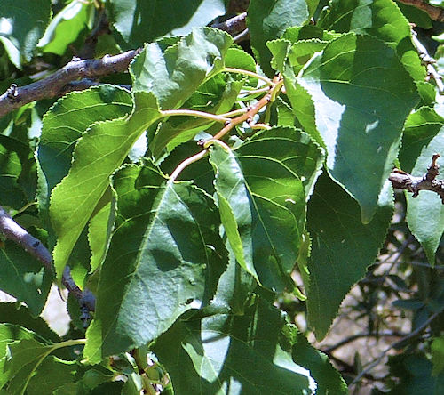 Apricot: Prunus armeniaca - leaves