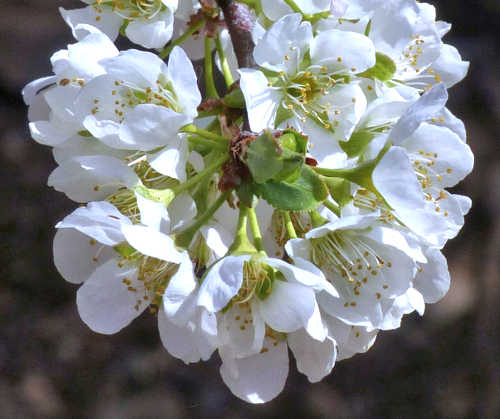 Plums and Pluots: Prunus domestica / Prunus salicina - flowers