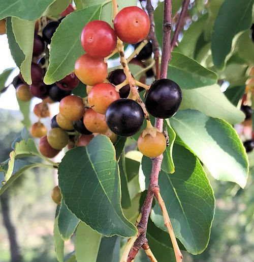 Capulines Fruit Capulines Fruit