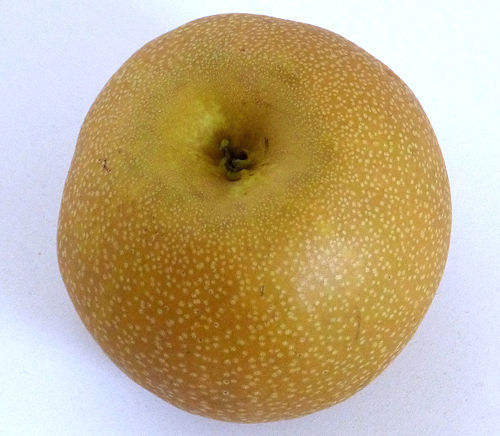 Asian Pear: Pyrus pyrifolia - fruit