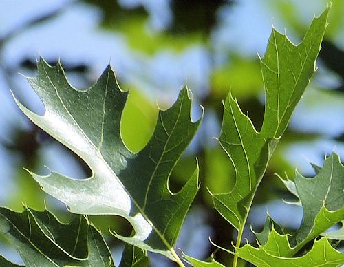 Quercus buckleyi: Texas Red Oak - leaves