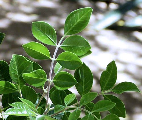 Rhus virens: Evergreen Sumac leaves