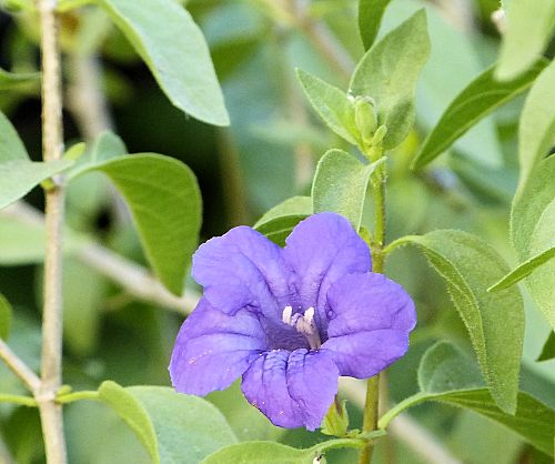 Ruellia californica subsp. peninsularis: Desert Ruellia - flower