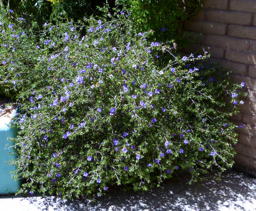 Ruellia californica subsp. peninsularis: Desert Ruellia shrub