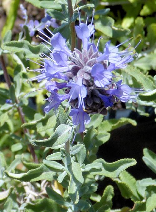 Salvia clevelandii: Cleveland Sage - flowers