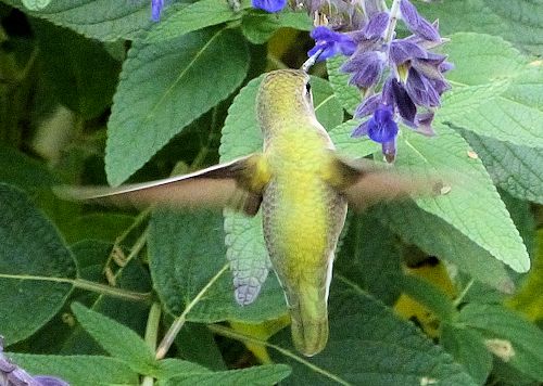 Salvia farinacea: Mealycup Sage - with hummingbird