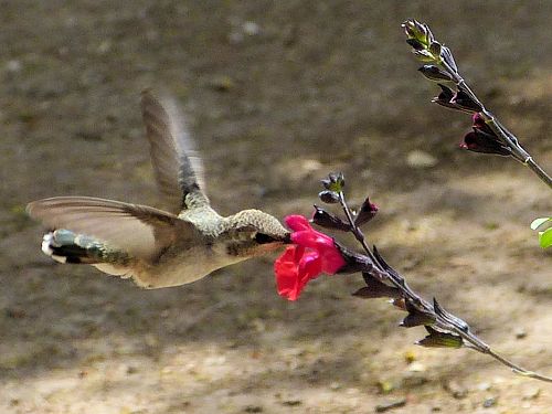 Salvia greggii: Autumn Sage - with hummingbird