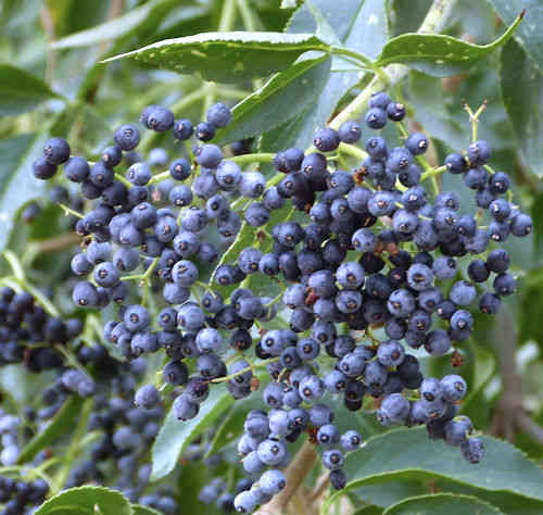 Elderberry: Sambucus cerulea - fruit