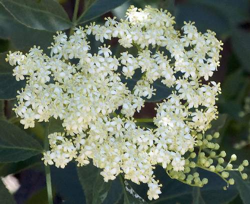 Elderberry: Sambucus cerulea - flowers