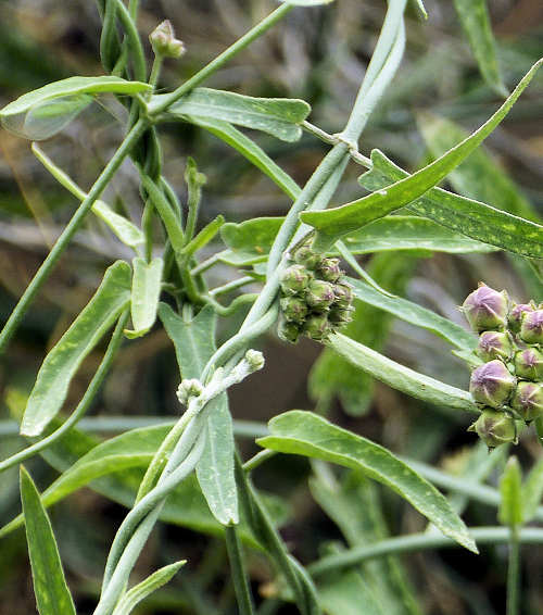 Sarcostemma cynanchoides: Climbing Milkweed, leaves