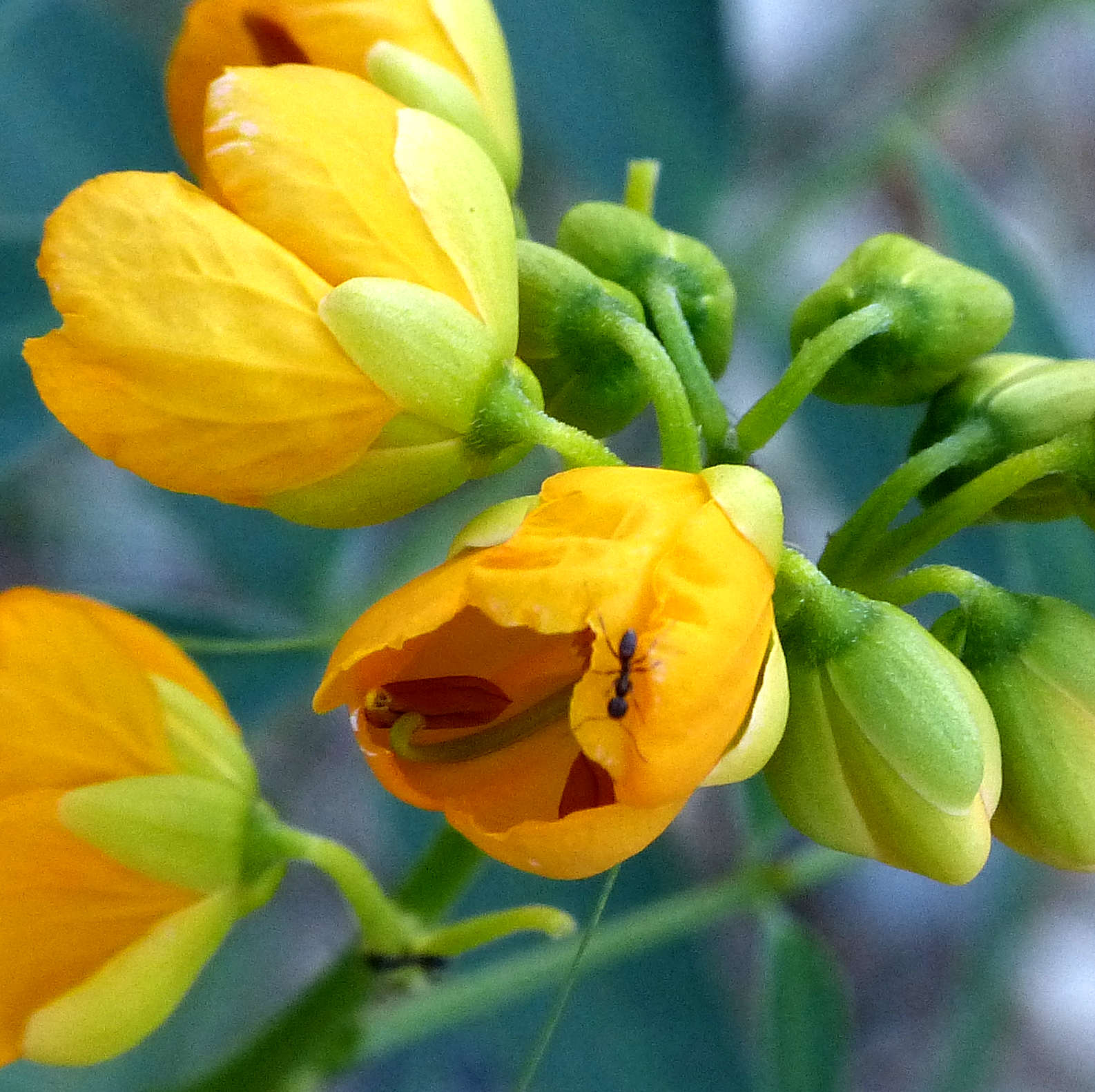 Senna hirsuta v. glaberrima: Woolly Senna - ant on flower