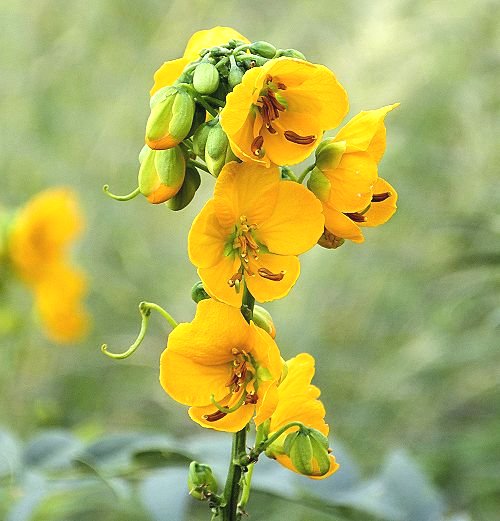 Senna hirsuta v. glaberrima: Slimpod Senna - flowers mid-afternoon