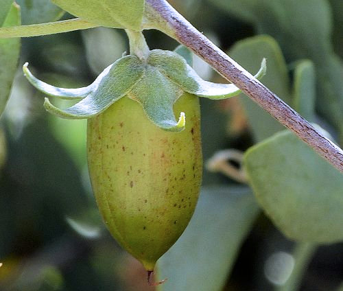 Simmondsia chinensis: Jojoba - seed capsule