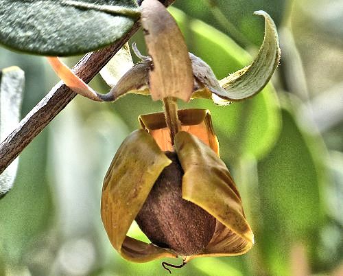 Simmondsia chinensis: Jojoba - seed