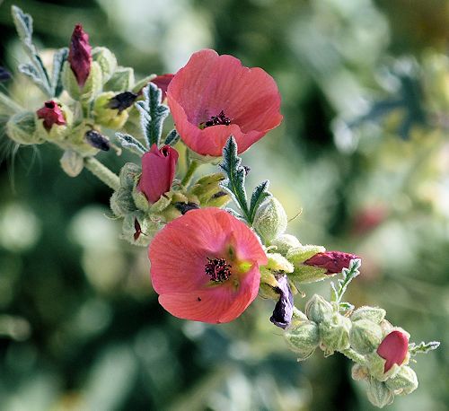 Sphaeralcea ambigua: Desert Globemallow - rose color flowers
