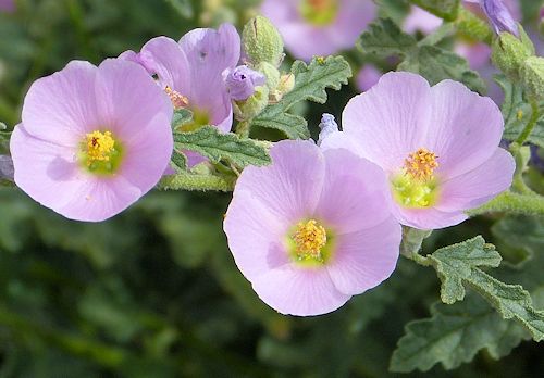 Sphaeralcea ambigua: Desert Globemallow - pink flowers