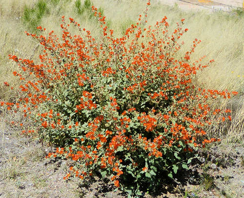 Sphaeralcea ambigua: Desert Globemallow plant