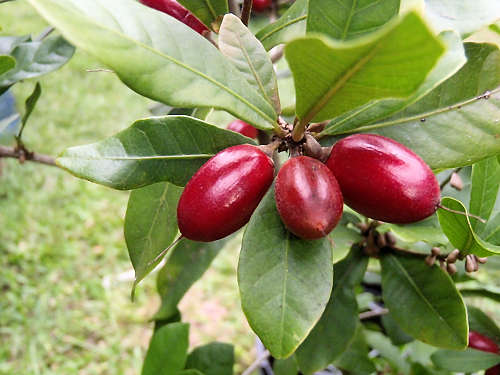 Miracle Fruit: Synsepalum dulcificum fruit