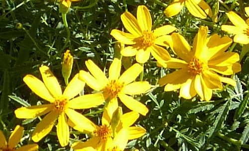 Tagetes lemmonii: Lemmon's Marigold - flowers