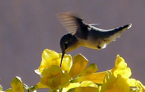 Tecoma stans: Yellow Bells - with hummingbird