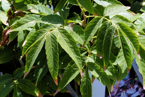 Ungnadia speciosa: Mexican Buckeye - leaves