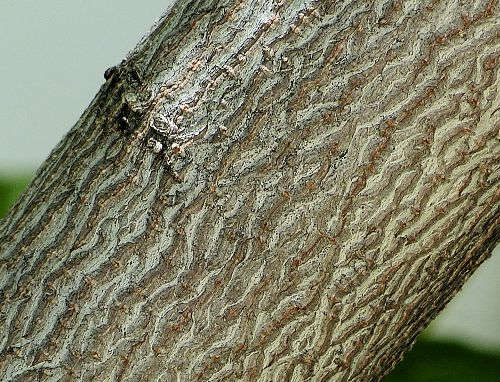 Ungnadia speciosa: Mexican Buckeye - trunk
