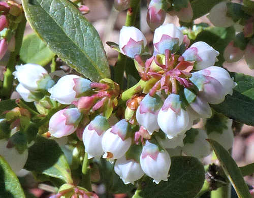 Blueberry: Vaccinium - flowers