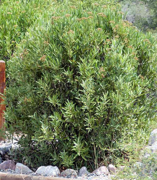 Vauquelinia californica: Arizona Rosewood