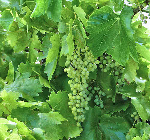 Wine Grape: Vitis vinifera - fruit