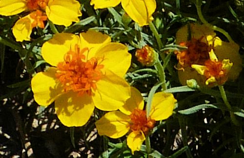 Zinnia grandiflora: Rocky Mountain Zinnia - flowers